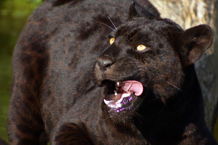 Black Panther - Lumigny, France - April, 2022