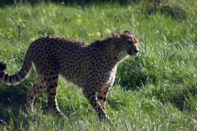 Cheetah - Lumigny, France - April, 2022