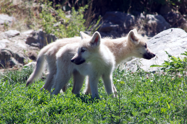 Arctic Wolves - Saint-Aignan, France - July, 2022