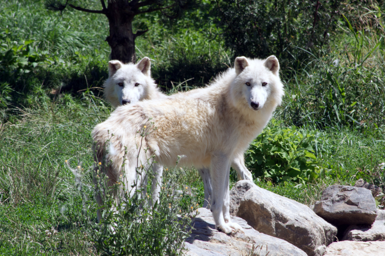 Arctic Wolves - Saint-Aignan, France - July, 2022